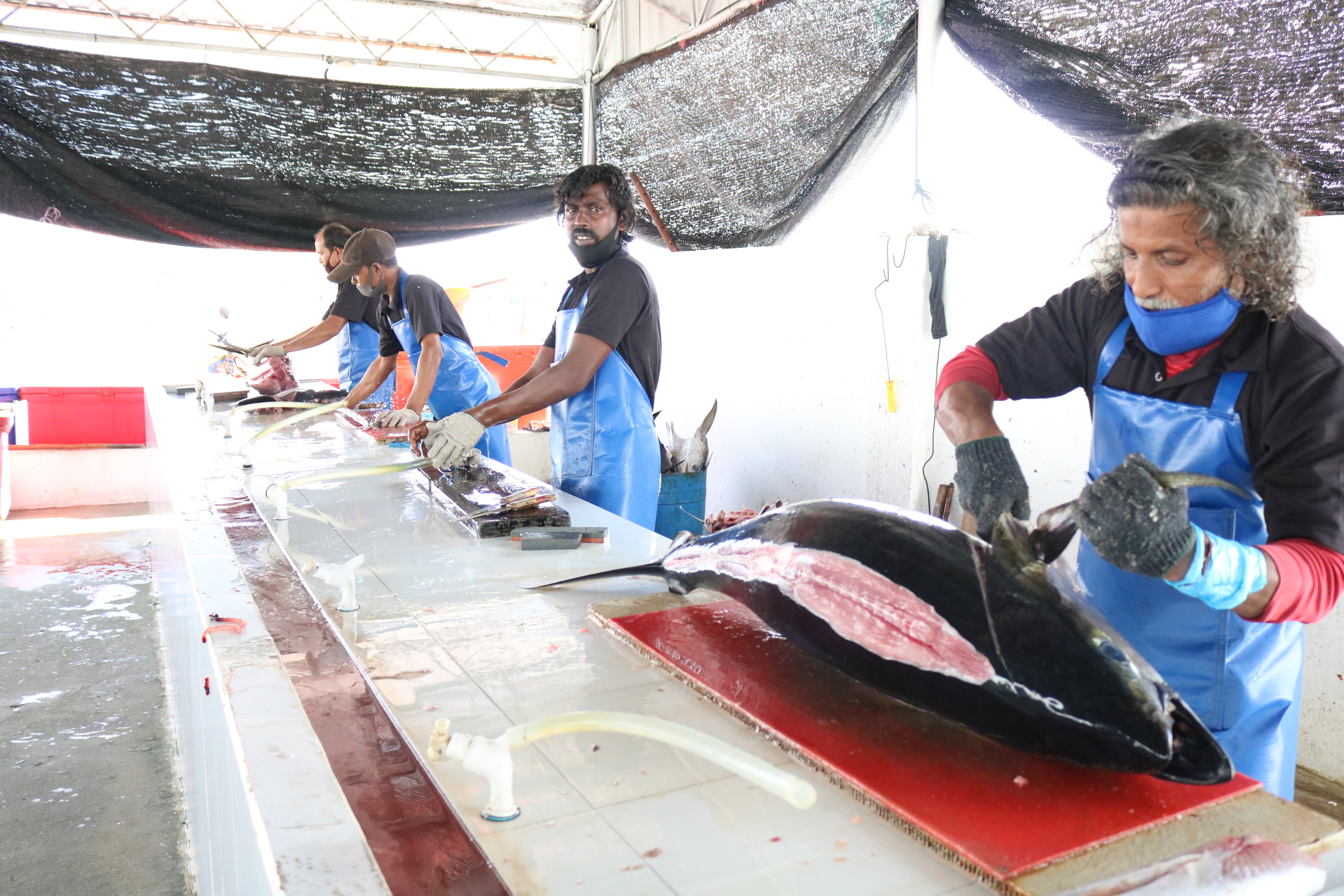 Hulhumalé Temporary Fish Market is open for Lease.